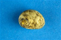 藏品(粗紋蜑螺)的圖片